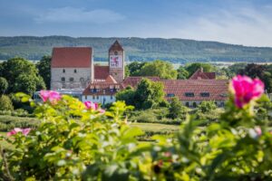 Domäne Marienburg im Hintergrund, Rosen im Vordergrund